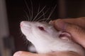 White laboratory mouse Royalty Free Stock Photo
