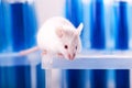 White laboratory rat on blue background