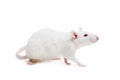 White laboratory rat on white