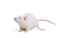 White laboratory rat on white