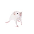 White laboratory rat on white