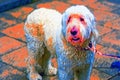 White Labradoodle Dog on a Lead in the Street - Digital Art.. Royalty Free Stock Photo