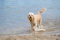 White Labradoodle dog walks on the water's edge. The dry dog walks half on the sandy beach and half in the water, tail