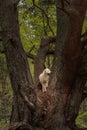 White Labradoodle standing in the crook of a tree Royalty Free Stock Photo