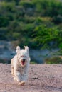 White Labradoodle (Canis lupus familiaris) dog running at a park  on a natural blurred background Royalty Free Stock Photo