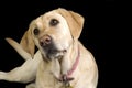 White Labrador Royalty Free Stock Photo