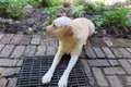 White Labrador Canine lying on brick paving next to garden Royalty Free Stock Photo