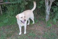 White Labrador Dog in garden on grass under a tree Royalty Free Stock Photo