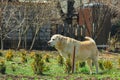 A white labrador dog lies in the yard on the ground. The pet walks off a leash on the street. A lonely purebred family cream-