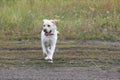 White labrador dog with open mouth runs on country road on natural background. Walk with dog. Royalty Free Stock Photo