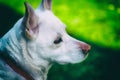 White labrador dog on a walk