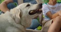 White labrador eating snack close up. Hungry dog getting food on sunny picnic Royalty Free Stock Photo