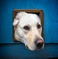 Dog with head through cat flap against blue wooden door Royalty Free Stock Photo
