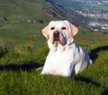 White Labrador Royalty Free Stock Photo