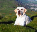 White Labrador