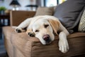 A white Labrador lying on a brown sofa