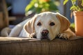 A white Labrador lying quietly in the room