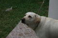 A white labrador with a metal collar looking up at what his owner is doing Royalty Free Stock Photo