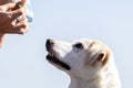 White labrador mix dog is intently watching the food Royalty Free Stock Photo