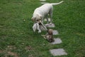 White labrador that is playing gently with a young and much smaller puppy Royalty Free Stock Photo