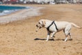 A white Labrador plays with a stick on a sandy beach, in the distance you can see the city