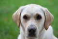 White labrador portrait nature