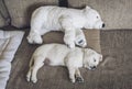 White labrador puppy cuddles with toy of polar bear Royalty Free Stock Photo