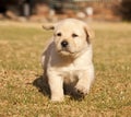 White Labrador puppy runs on grass