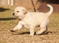 White Labrador puppy runs on grass Royalty Free Stock Photo