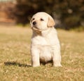 White Labrador puppy sit on grass