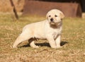 White Labrador puppy stands on grass Royalty Free Stock Photo