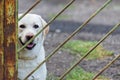 White labrador retriever dog tied by metal chain on the gate to prevent visitors to be bitten. House and apartment security guard