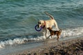 White Labrador Retriever and a little cute red dog playing on the beach. Labrador carries a purple ring in his teeth Royalty Free Stock Photo