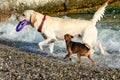 White Labrador Retriever and a little cute red dog playing on the beach. Labrador carries a purple ring in his teeth Royalty Free Stock Photo