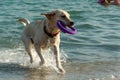A white labrador retriever with a red collar, running along the edge of the sea, holds a purple ring in his teeth Royalty Free Stock Photo
