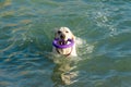 A white labrador retriever with a red collar, swimming in the sea, holds a purple ring in his teeth Royalty Free Stock Photo