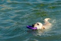 A white labrador retriever with a red collar, swimming in the sea, holds a purple ring in his teeth Royalty Free Stock Photo