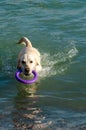 A white labrador retriever with a red collar, swimming in the sea, holds a purple ring in his teeth Royalty Free Stock Photo