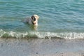 White labrador retriever with red collar swimming in the sea Royalty Free Stock Photo