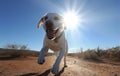 White Labrador retriever running on dirt road in sunny day