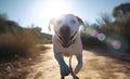 White labrador retriever running on dirt road in sunny day