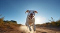 White labrador retriever running on dirt road in sunny day