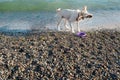 White labrador retriever splashing water around during shake after sea swim Royalty Free Stock Photo