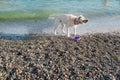 White labrador retriever splashing water around during shake after sea swim Royalty Free Stock Photo