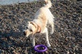 White labrador retriever splashing water around during shake after sea swim. Purple ring lies on the shore Royalty Free Stock Photo