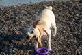 White labrador retriever splashing water around during shake after sea swim Royalty Free Stock Photo