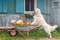 A white Labrador retriever stands with paws on a garden wheelbarrow with autumn flowers