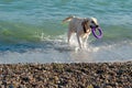 White labrador retriever swims in the sea. Playful happy dog bears purple ring Royalty Free Stock Photo