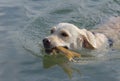 White labrador swimming water