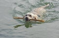 White labrador swimming water Royalty Free Stock Photo